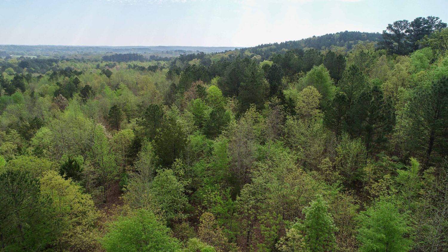 Farris 115 Timber: 00 CR 2215, Daingerfield, TX 75638